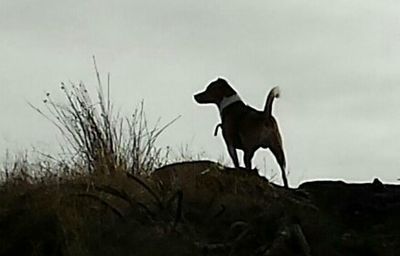 Cat against the sky