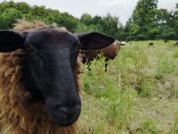 Close-up portrait of cow on field