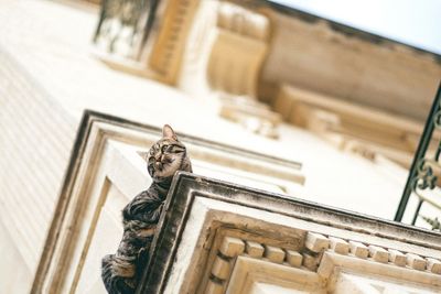 Low angle view of cat on wall