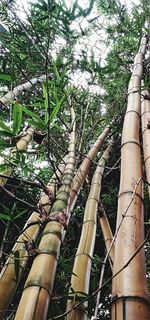 Low angle view of trees