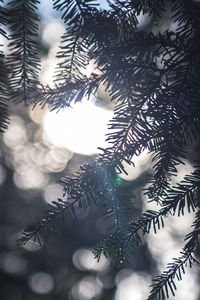 Low angle view of trees