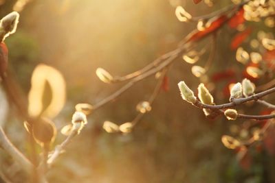 Close-up of dew drops on plant