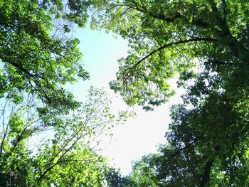 Low angle view of trees