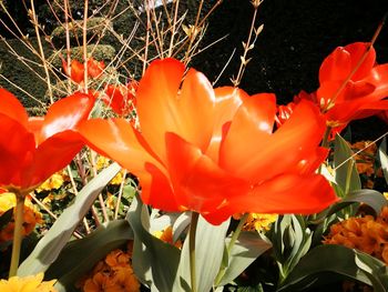 Close-up of flowers blooming outdoors