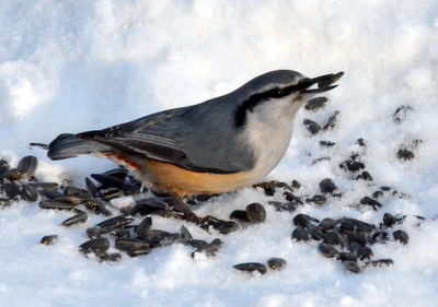 Close-up of bird perching on snow