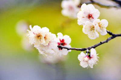 Close-up of cherry blossom