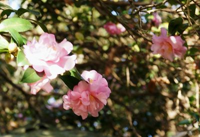 Close-up of pink flowers
