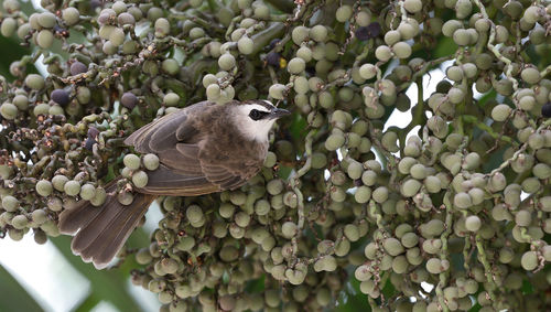 Low angle view of a bird on plant