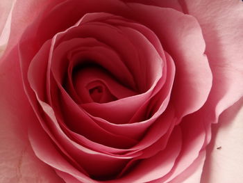 Close-up of red rose