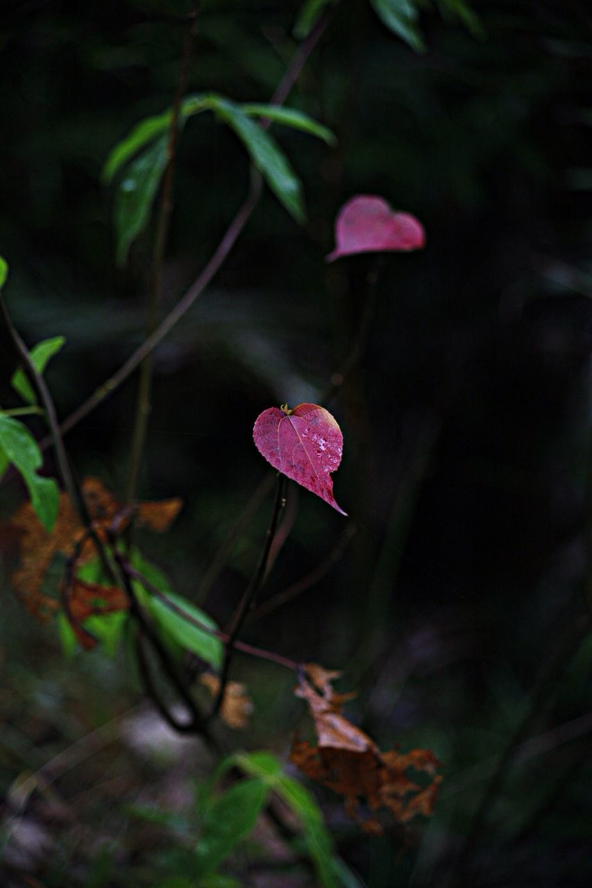 flower, growth, plant, fragility, freshness, petal, close-up, beauty in nature, leaf, nature, focus on foreground, flower head, stem, selective focus, blooming, bud, single flower, botany, in bloom, outdoors