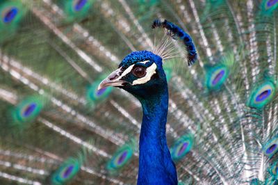 Close-up of peacock with fanned out feathers