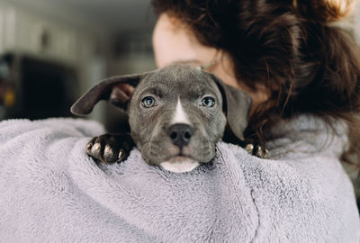 Portrait of dog relaxing at home