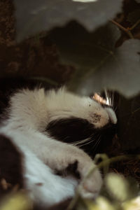 Close-up of cat sleeping