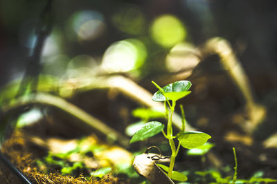 Close-up of small plant