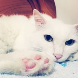 Close-up portrait of cat