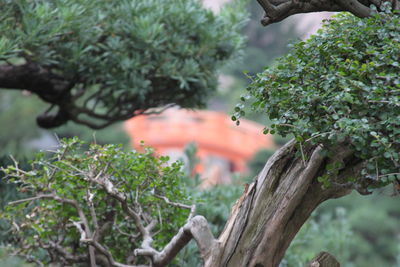 Close-up of insect on tree