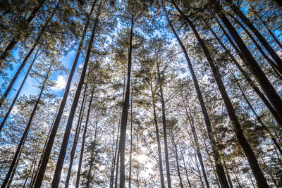 Low angle view of trees in forest