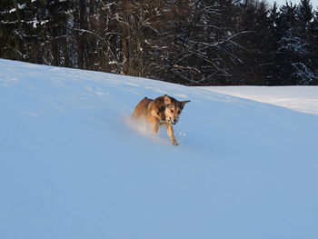 Dog on snow covered land