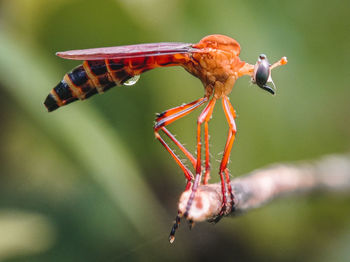 Close-up of a robber fly , asilidae family