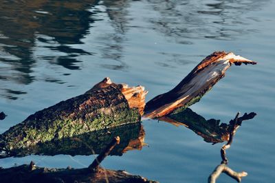 High angle view of driftwood by lake