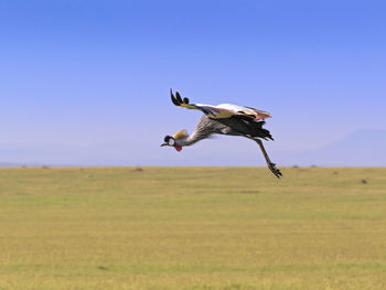 Grey crowned crane mid-flight 