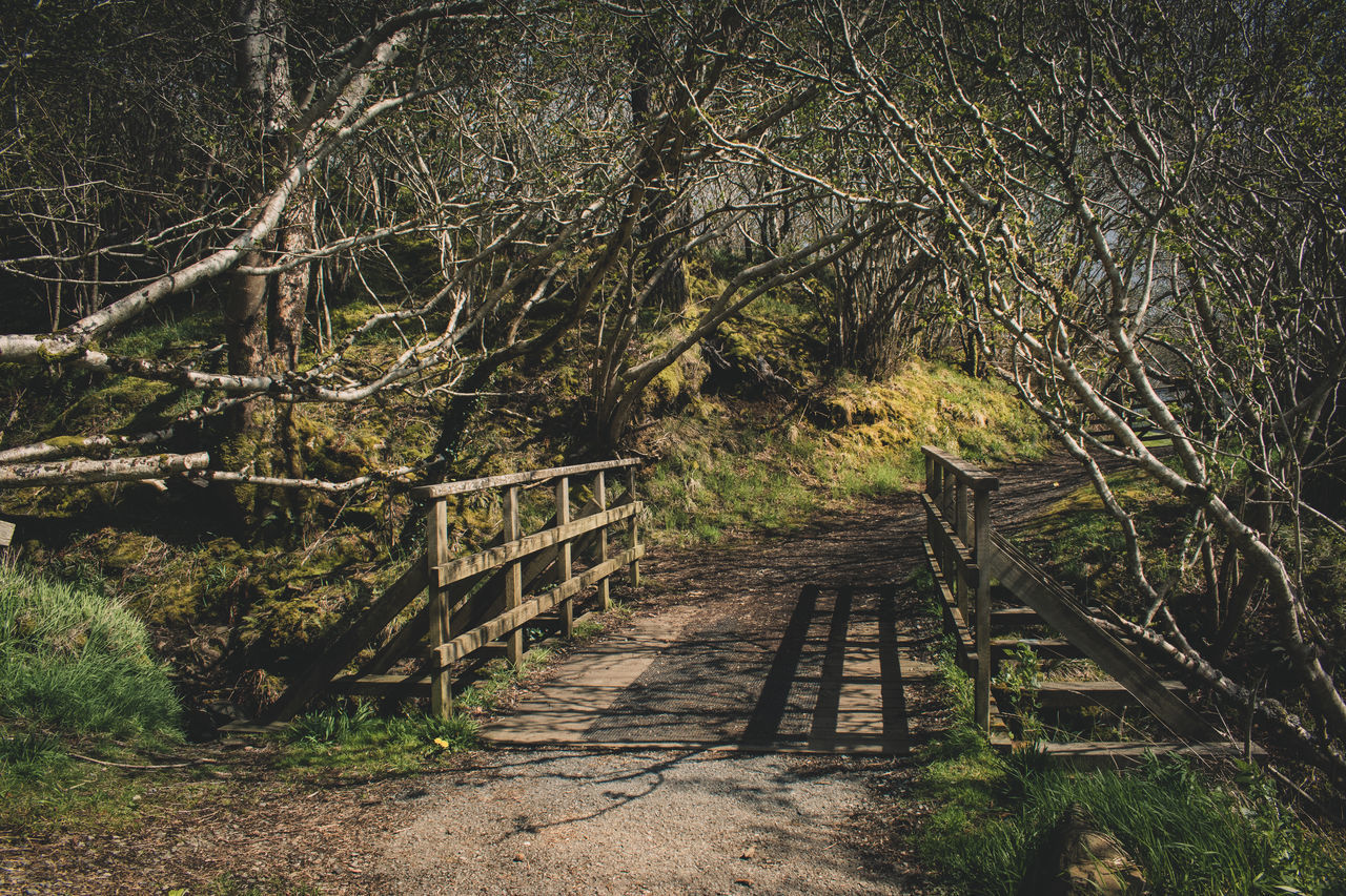 FOOTPATH IN FOREST