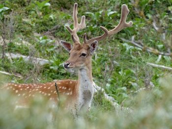 Portrait of deer on grass