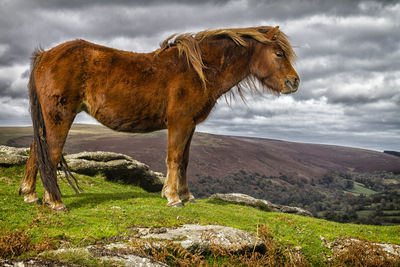 Side view of brown dartmoor pony standing on green field against sky