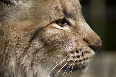 Close-up of a cat