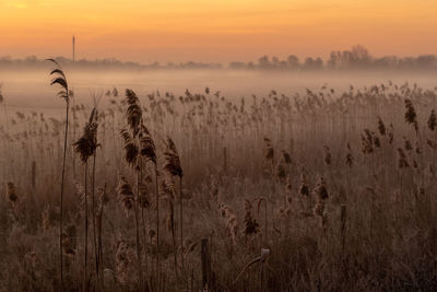 Misty morning reed field against sunset sky