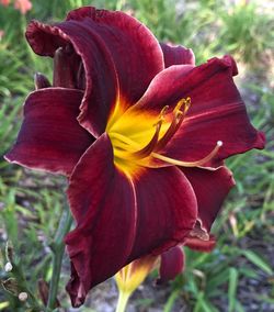 Close-up of day lily blooming outdoors