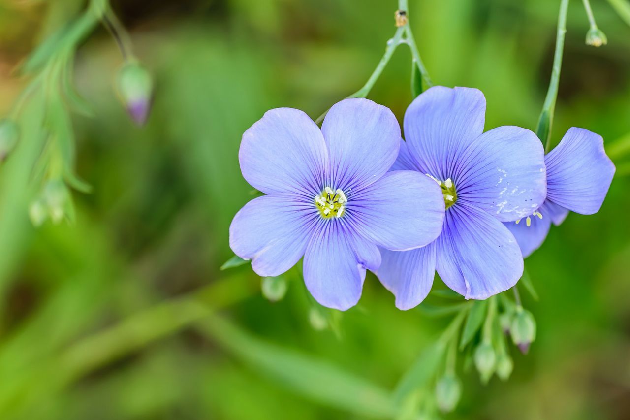 Linen flowers