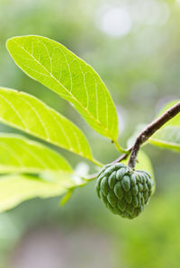 Close-up of green leaf