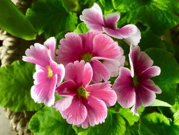 Close-up of pink flowers