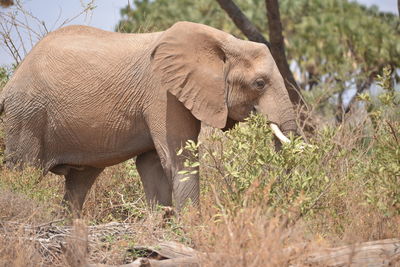 Close-up of elephant standing by grass