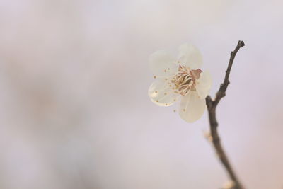 Close-up of flowers blooming outdoors