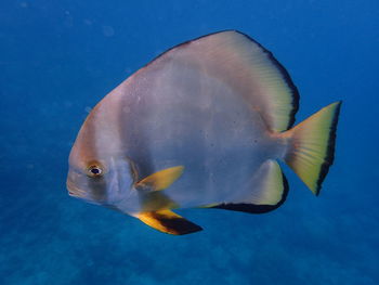 Close-up of fish swimming in sea