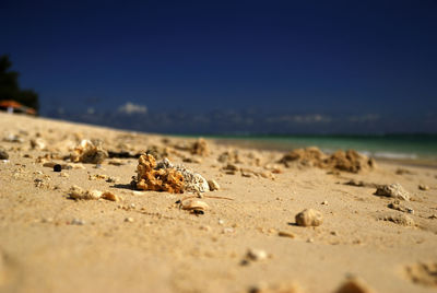 Close-up of crab on sand at beach against sky