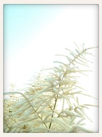 Plant growing on tree stump