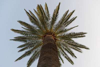 Branches of palm tree under a blue sky