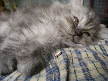 Close-up portrait of a cat
