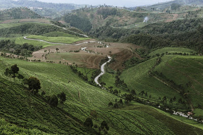 High angle view of agricultural field