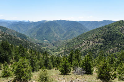 Scenic view of pine trees and mountains against sky