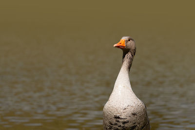 Close-up of a bird