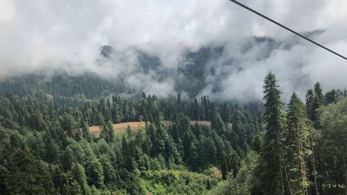 Panoramic view of pine trees in forest