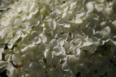 Full frame shot of white flowers