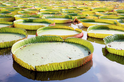 High angle view of rice floating on lake