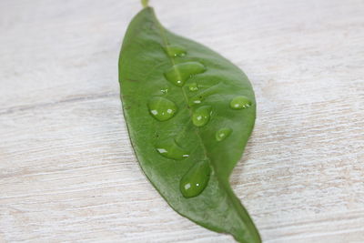 Close-up of wet leaf on table