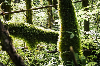 Close-up of moss growing on tree