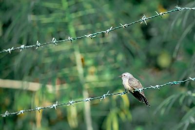 Bird perching on barbed wire